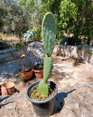 pianta FICO D'INDIA BIO SICILIANO 