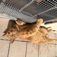 Gatto senza amore
