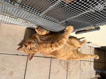 Gatto senza amore