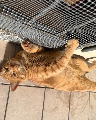 Gatto senza amore