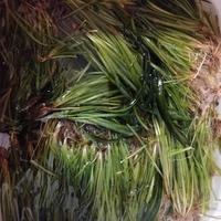 Vallisneria gigantea