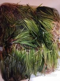 Vallisneria gigantea