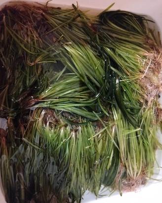 Vallisneria gigantea