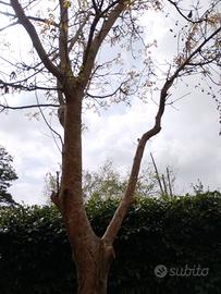 Albero di noce nostrano