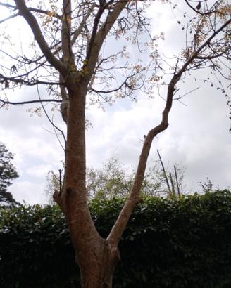 Albero di noce nostrano