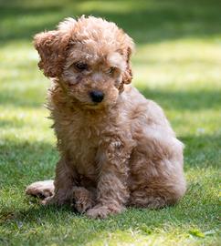 Disponibilità cuccioli di Maltipoo