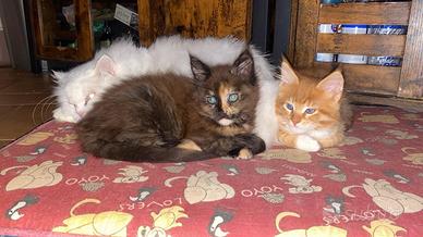 Cuccioli Maine Coon