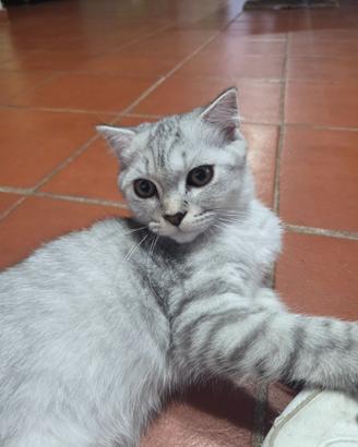 Scottish fold
