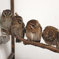 Assiolo dei tropici (Otus choliba) con Cites