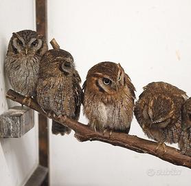 Assiolo dei tropici (Otus choliba) con Cites