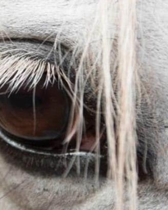 Cavallo per passegiata