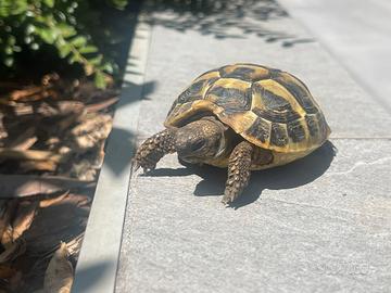 Tartartaruga hermanni boettgeri 3 anni