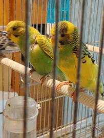 Ultime giovani cocorite