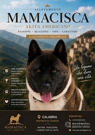Cuccioli di akita