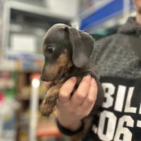 Cuccioli di bassotto nano