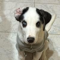 Cucciolo taglia media/piccola