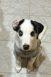 Cucciolo taglia media/piccola