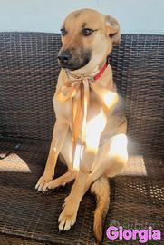 Giorgia femmina simil pastore tedesco