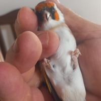 Cardellina Mayor femmina 2024