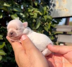 Chihuahua