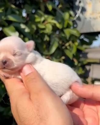 Chihuahua
