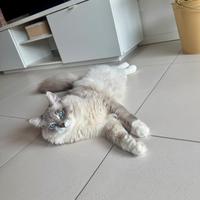 Gatto siberiano per accoppiamento