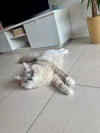 Gatto siberiano per accoppiamento