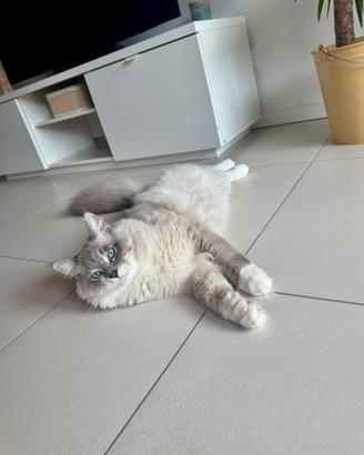 Gatto siberiano per accoppiamento