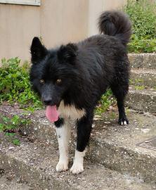 CANE PASTORE BELGA X HUSKY