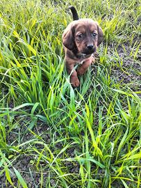 Cuccioli incrocio dachsbracke, segugio maremmano
