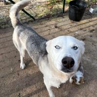 Cuccioli di mamma HUSKY