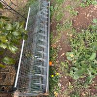 gabbia per galline