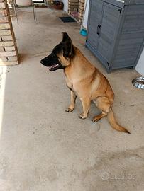 Pastore belga malinois