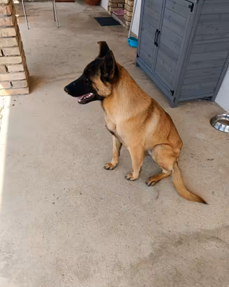 Pastore belga malinois