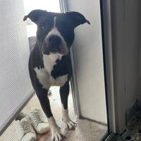 Amstaff femmina di 1 anno