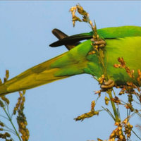 Parrochetto dal collare