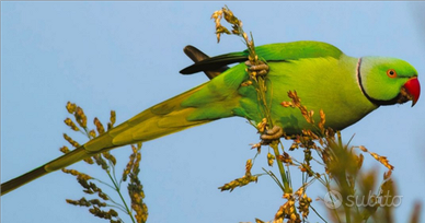 Parrochetto dal collare