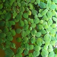 Pianta galleggiante Pistia Stratiotes