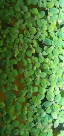 Pianta galleggiante Pistia Stratiotes