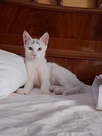 gattino