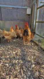 Gallina Robusta Lionata