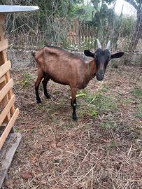 Capra femmina camosciata delle alpi
