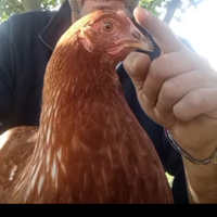 Galline pollastre