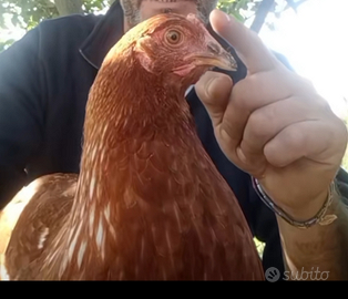 Galline pollastre