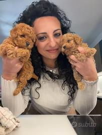 Barboncini toy minitoy e teacup