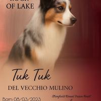 Pastore australiano maschio blu merle