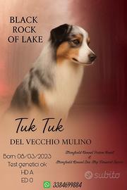 Pastore australiano maschio blu merle