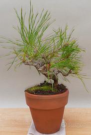 Bonsai mame di Pino silvestre 4