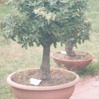 bonsai mini albero da frutto 