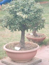 bonsai mini albero da frutto 